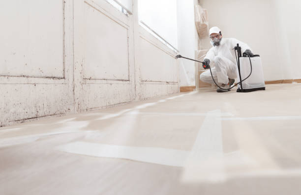Black mold remediation team in Buckley