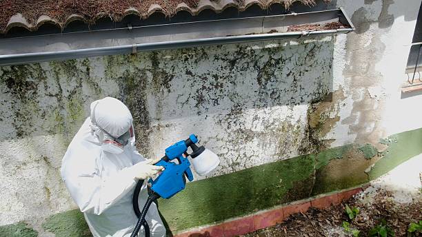 Mold Removal service in Buckley